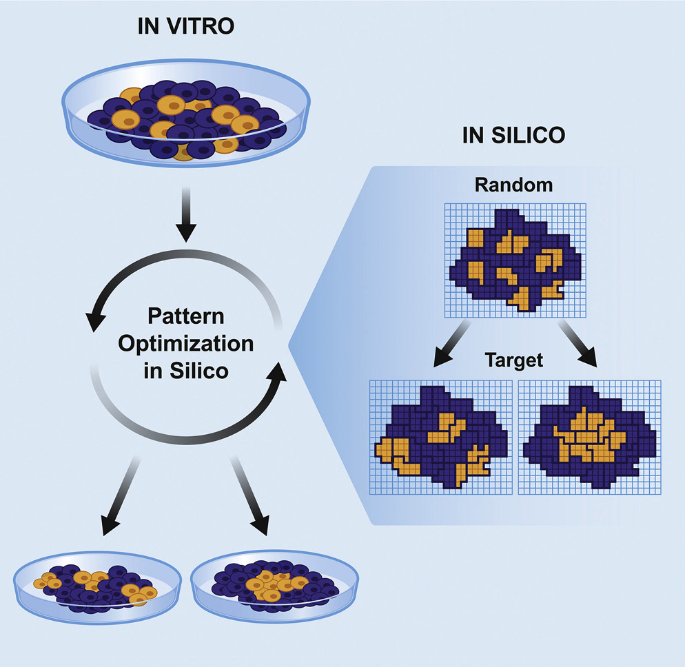 Automated Design of Pluripotent Stem Cell Self-Organization