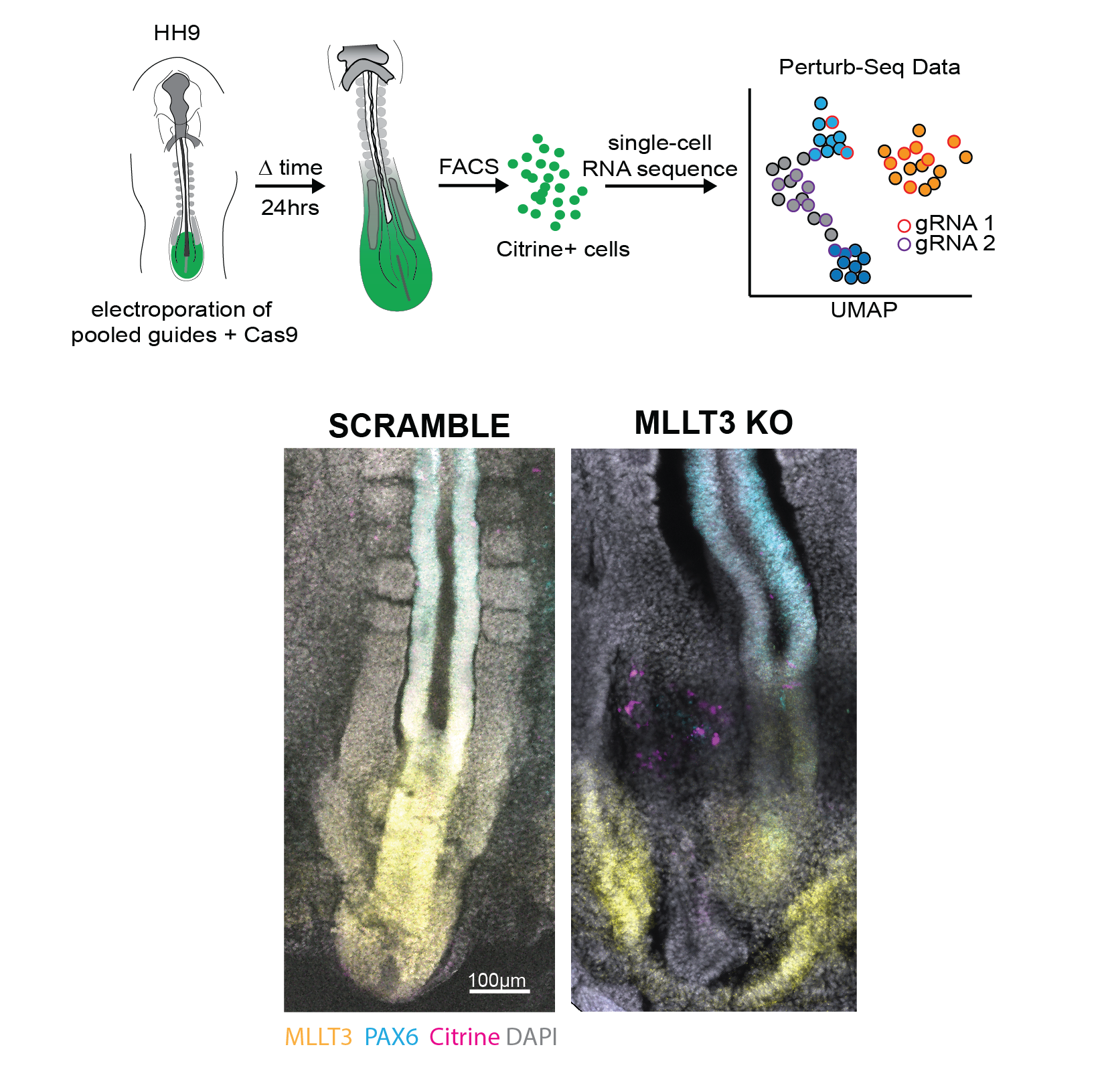 An i in vivo i CRISPR screen in chick embryos reveals a role for MLLT3 in specification of neural cells from the caudal epiblast