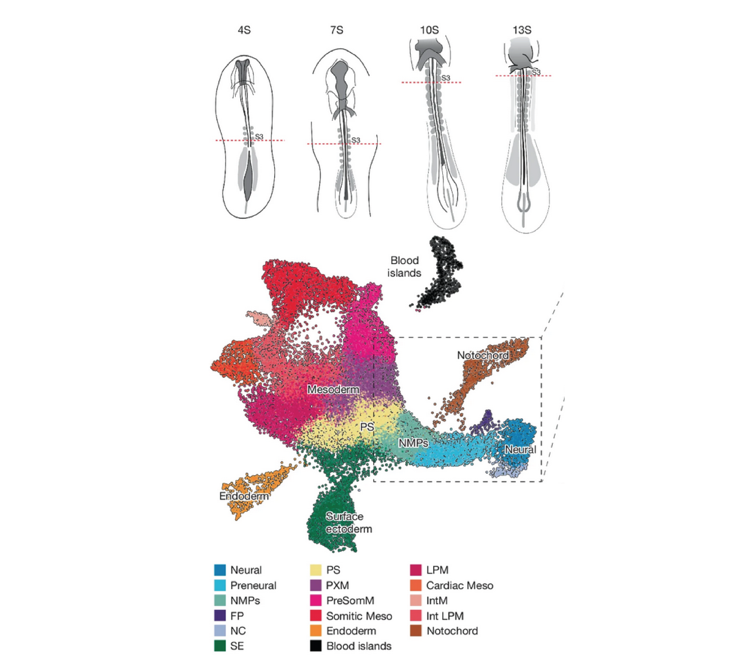 Timely TGFβ signalling inhibition induces notochord