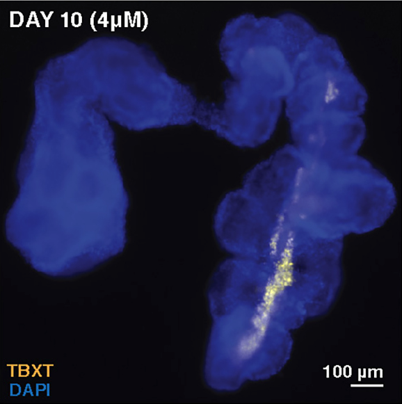 Axial elongation of caudalized human organoids mimics aspects of neural tube development